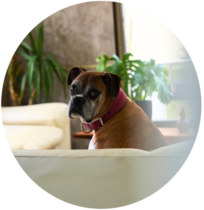 Vito, Alpemar Pet Friendly